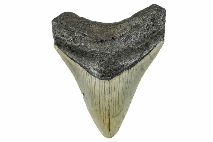 Serrated, Fossil Megalodon Tooth - North Carolina #273923